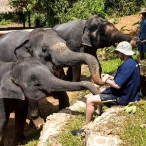 ช้างในพื้นที่ธรรมชาติภูเก็ต ภาพประกอบกิจกรรมท่องเที่ยวเชิงอนุรักษ์และสวัสดิภาพสัตว์